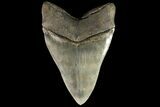 Serrated, Fossil Megalodon Tooth - Collector Quality #78207-1